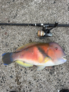 イラの釣果