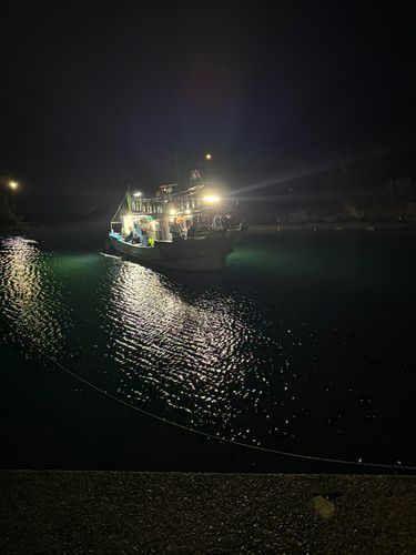 ケンサキイカの釣果
