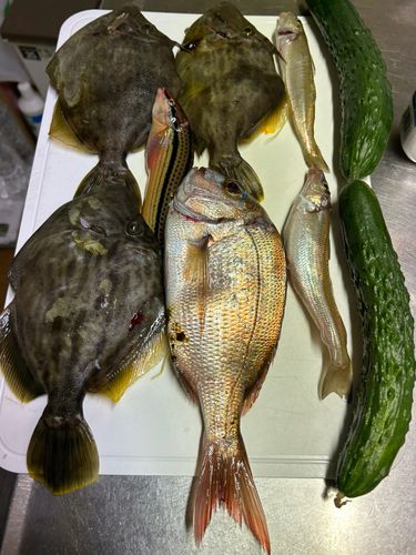 カワハギの釣果