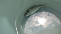 ヒイラギの釣果