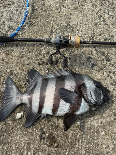 イシダイの釣果