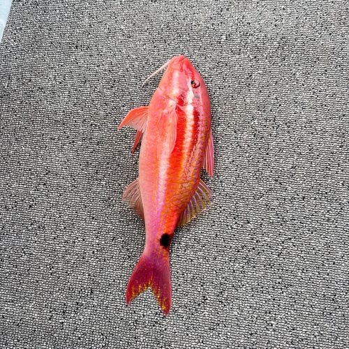 オキナヒメジの釣果
