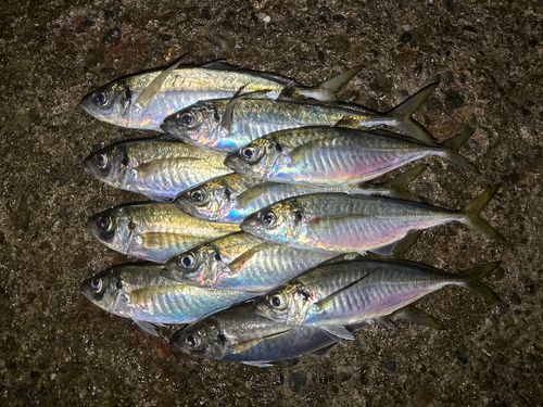 アジの釣果