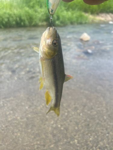 カワムツの釣果