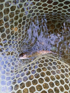 ヤマメの釣果