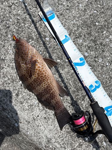 オオモンハタの釣果