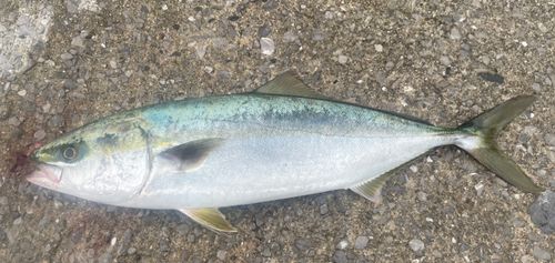ヤズの釣果