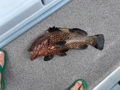 シロブチハタの釣果