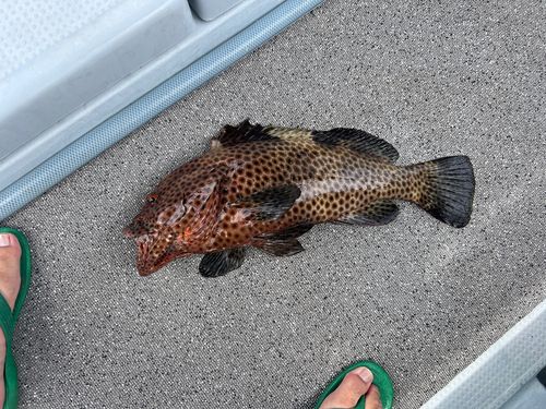 シロブチハタの釣果