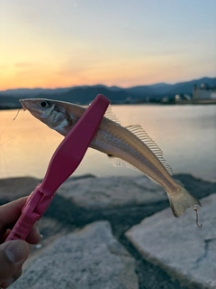 キスの釣果