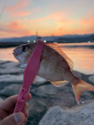 タイの釣果