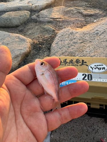 タイの釣果
