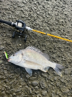 キビレの釣果