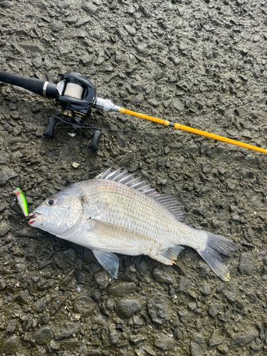 キビレの釣果
