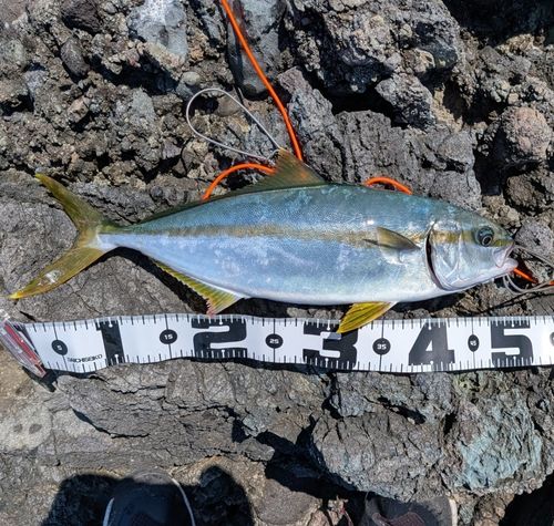 ヒラマサの釣果