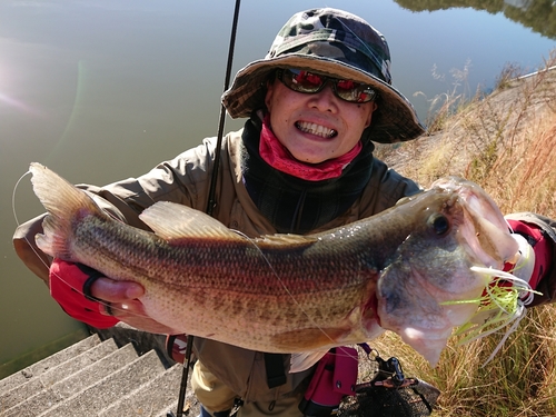 ブラックバスの釣果