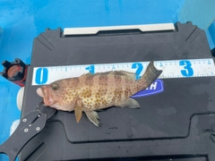 オオモンハタの釣果
