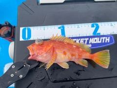 アヤメカサゴの釣果