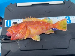 アヤメカサゴの釣果