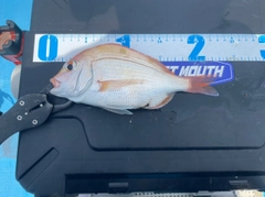 レンコダイの釣果
