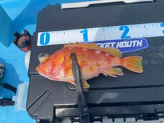 アヤメカサゴの釣果