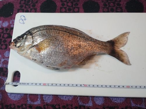 ウミタナゴの釣果