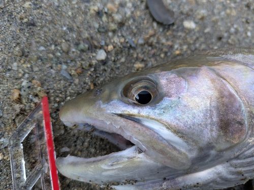 イワナの釣果