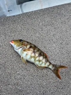ホオアカクチビの釣果