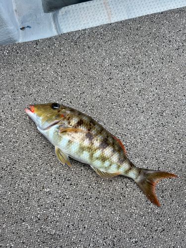 ホオアカクチビの釣果