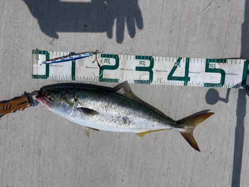 ハマチの釣果