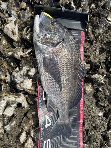 チヌの釣果
