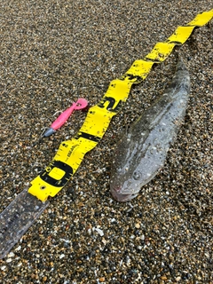 マゴチの釣果