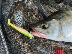 フッコ（マルスズキ）の釣果