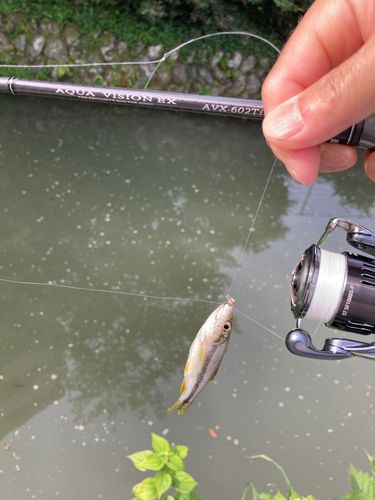 カワムツの釣果