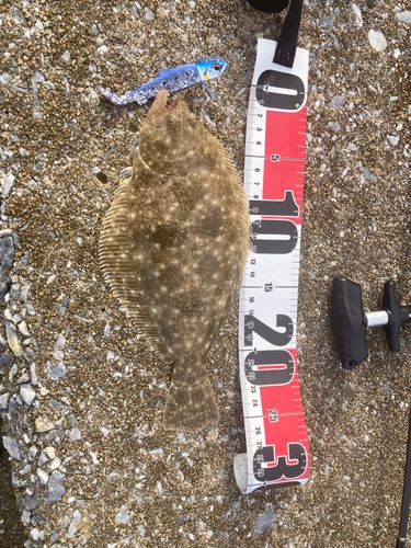 ソゲの釣果