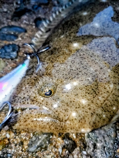 ヒラメの釣果