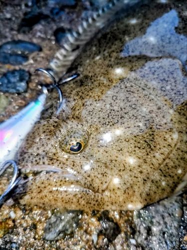 ヒラメの釣果