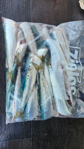 マイワシの釣果