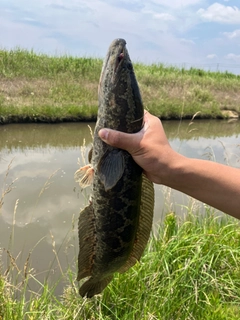 ライギョの釣果