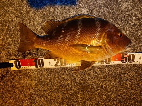 シブダイの釣果
