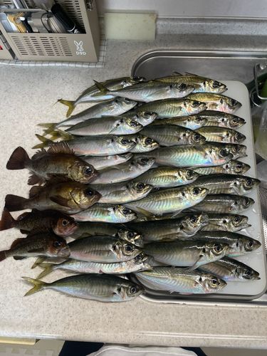 アジの釣果