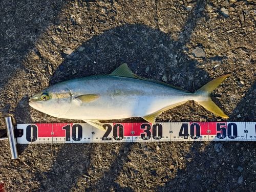 ヒラマサの釣果