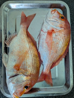 レンコダイの釣果