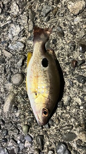 クロホシフエダイの釣果