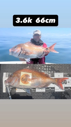 タイの釣果