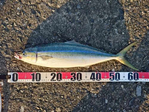 ツムブリの釣果