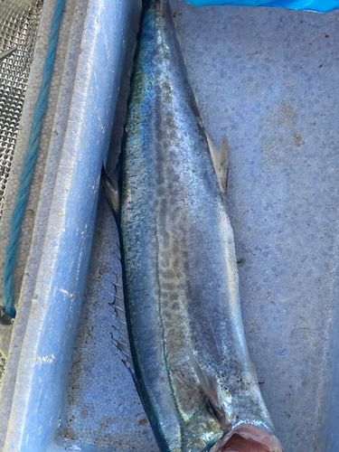 サゴシの釣果
