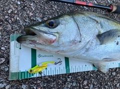 フッコ（マルスズキ）の釣果