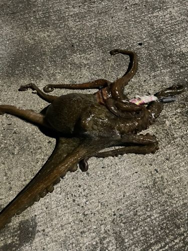 タコの釣果