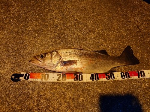 ヒラスズキの釣果
